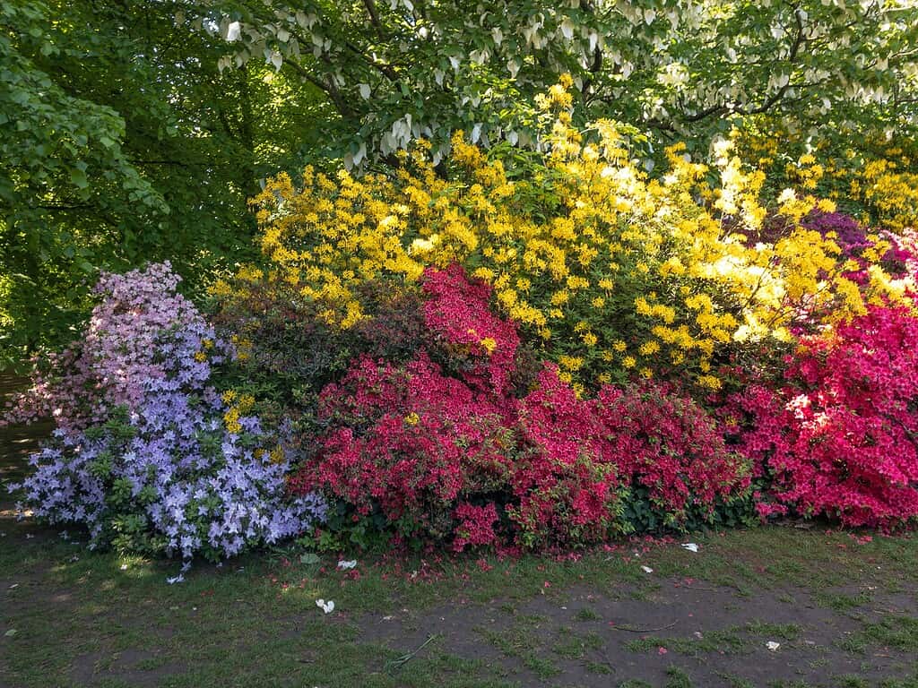 Beautiful shade garden with colorful flowering shrubs and layered plants under trees