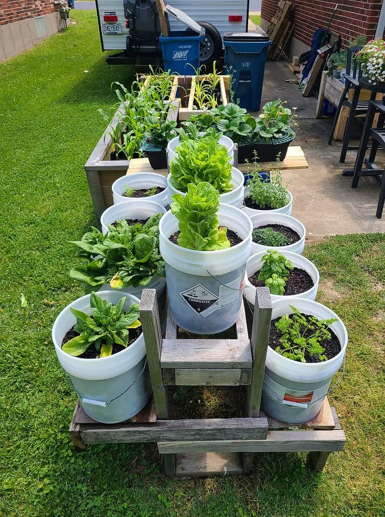 vegetables and herbs growing in white bucket containers in a backyard garden