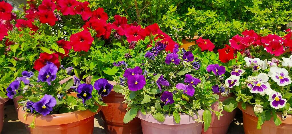 Colorful petunias and pansies blooming in terracotta-style garden pots, arranged closely together in a bright outdoor garden setting.