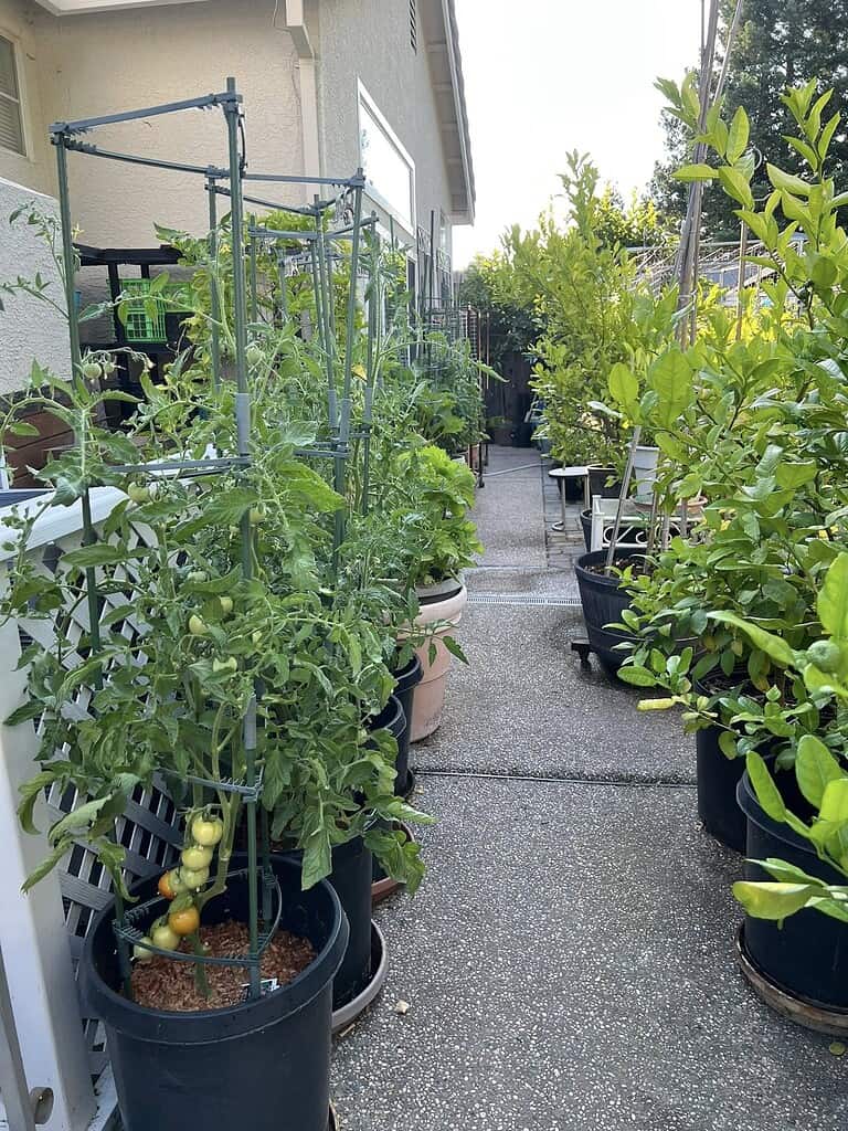 tomato plants growing in large container pots along a backyard walkway