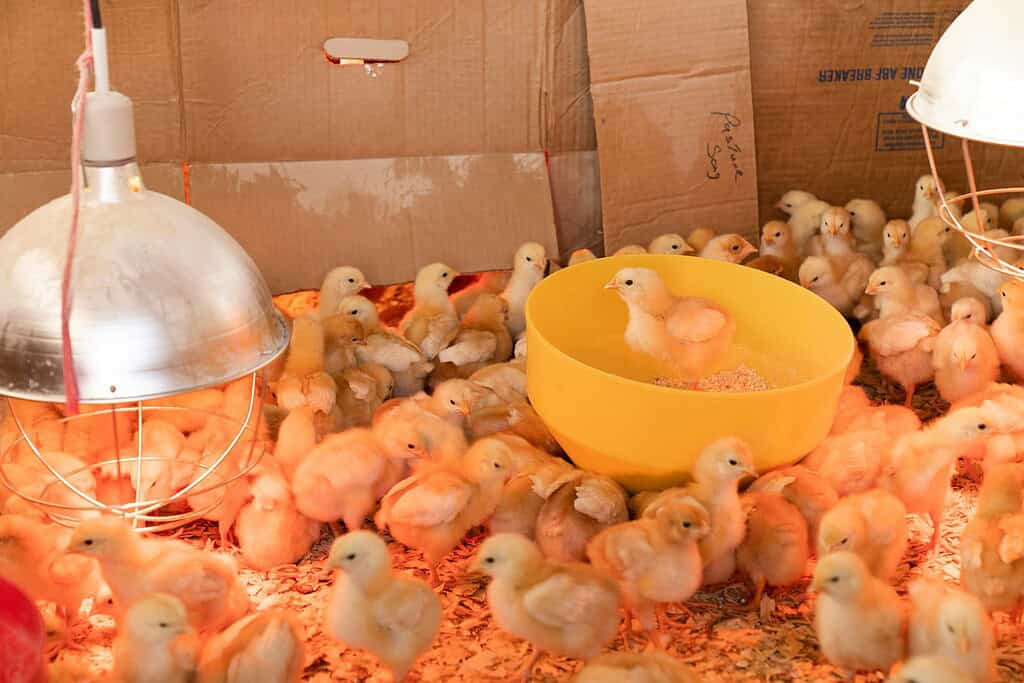 baby chicks in a cardboard box brooder under heat lamps
