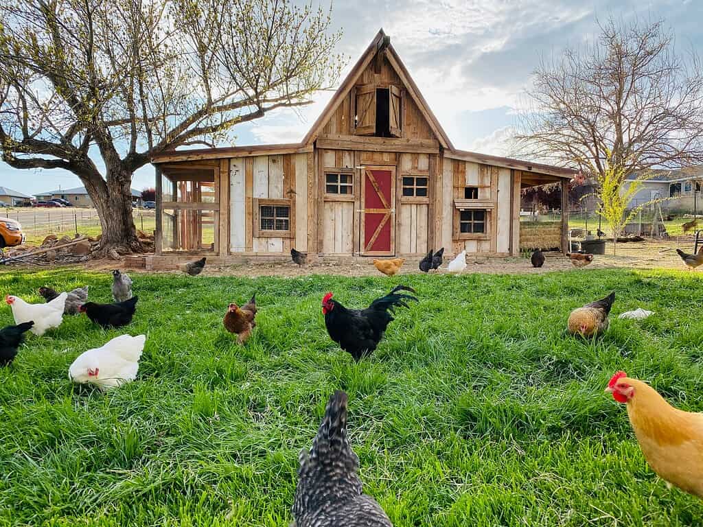 Large barn style chicken coop with free range flock in backyard
