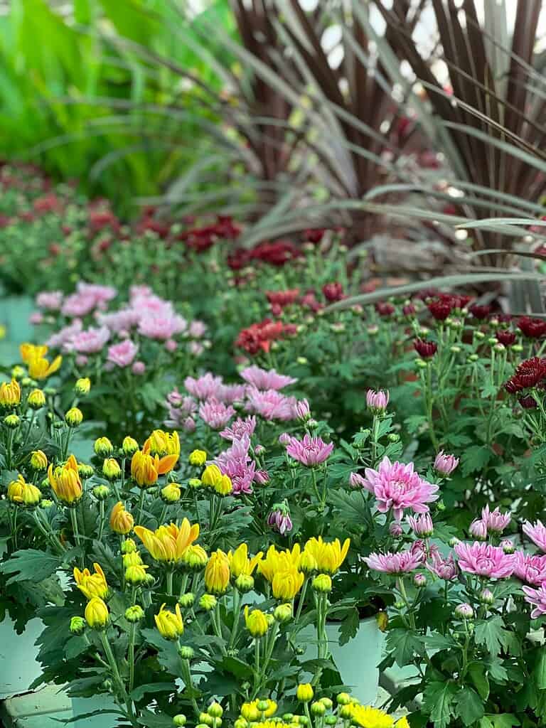 Colorful shade garden bed with pink and yellow flowers planted in layered clusters