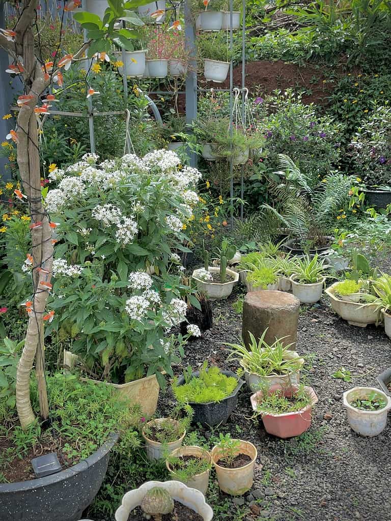 Container shade garden with mixed potted plants and hanging planters arranged in a small backyard space