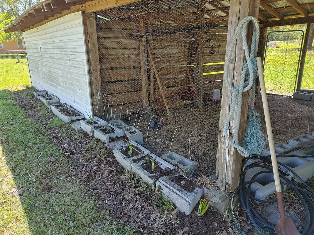 Converted shed chicken coop with attached run and small garden beds along the side
