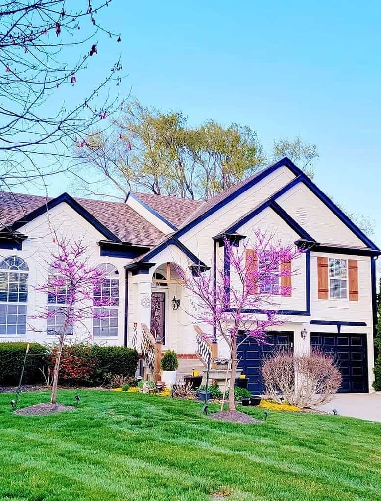 eastern redbud trees blooming with pink flowers in a front yard landscape near a house