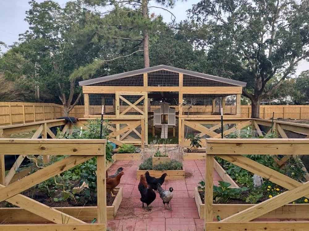 Chicken coop integrated with raised garden beds and fenced layout