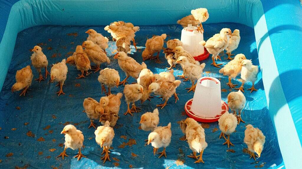 baby chicks in a plastic kiddie pool brooder with feeders