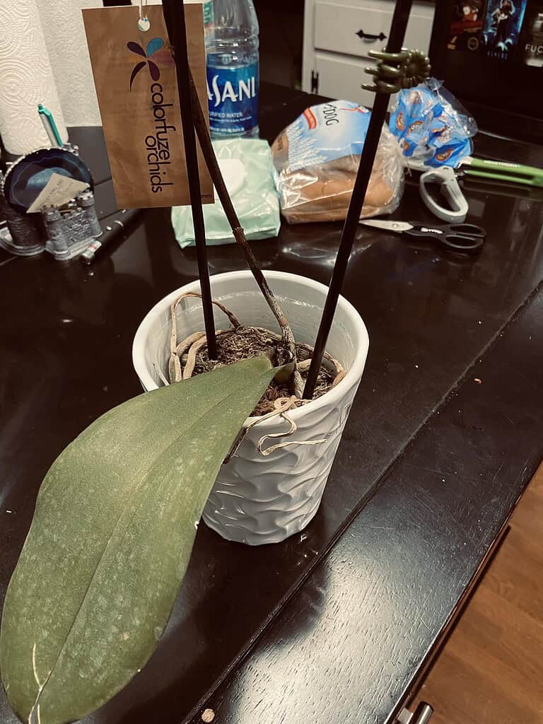 Potted Phalaenopsis orchid with one large green leaf and dried flower spikes in a white decorative pot on a table, with household items in the background.