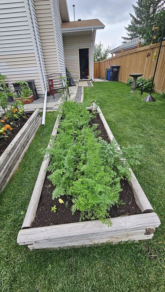 raised garden bed surrounded by a healthy green lawn