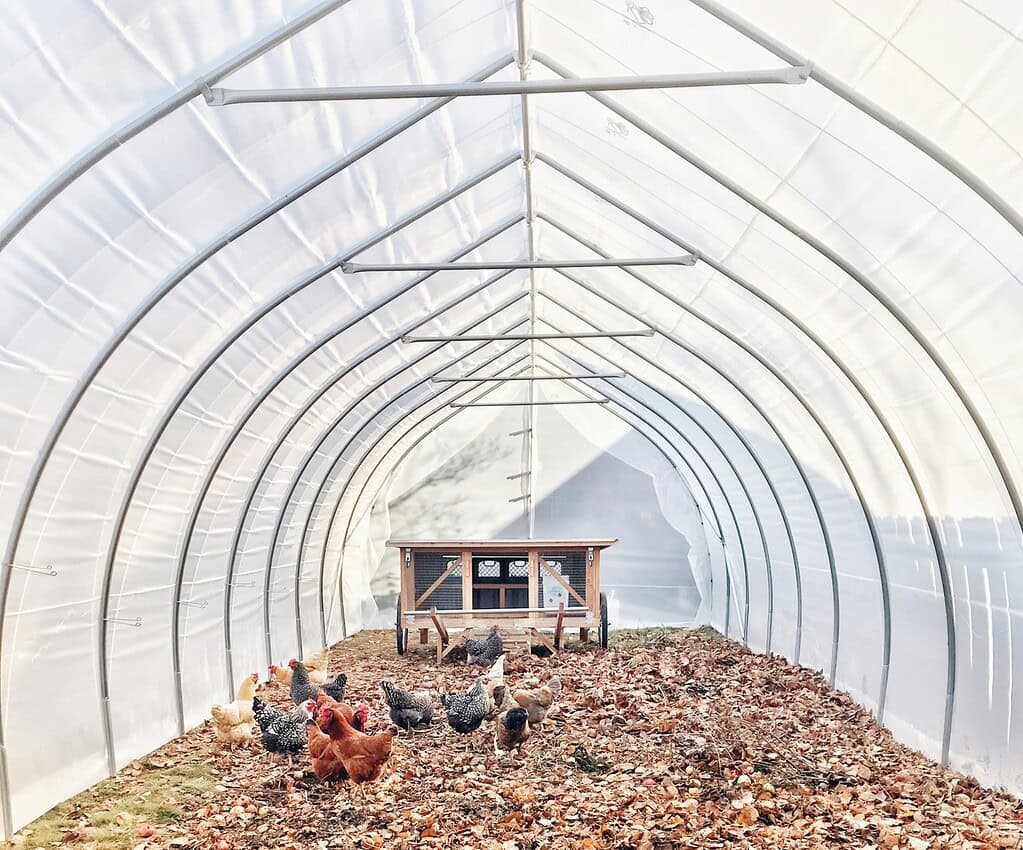 Greenhouse chicken coop with flock inside hoop house structure