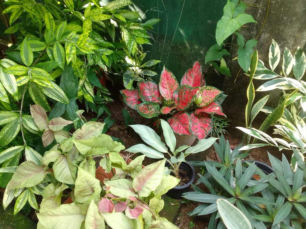 Vibrant foliage shade garden with colorful leaves in green, pink, and variegated patterns