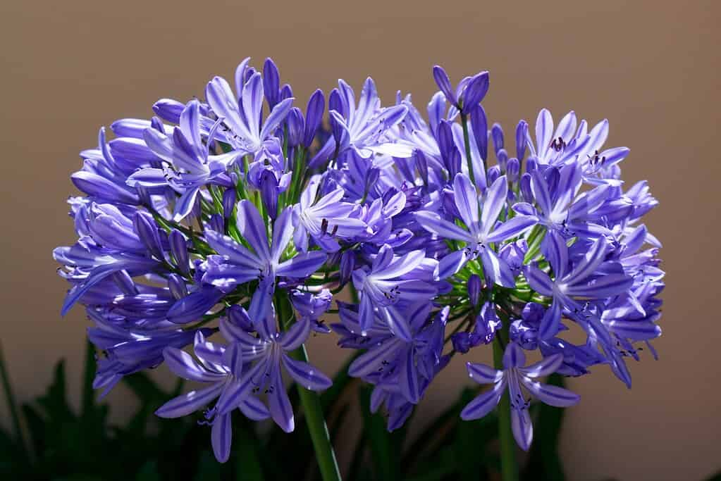 agapanthus blue flowers in full sun container garden