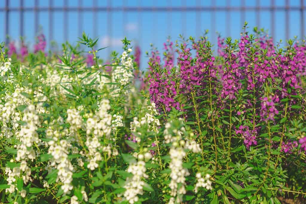 angelonia flowers in full sun container garden