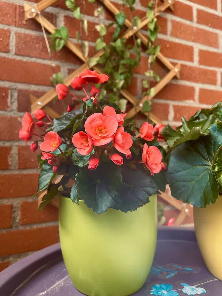 pink begonia flowers in patio container with green foliage