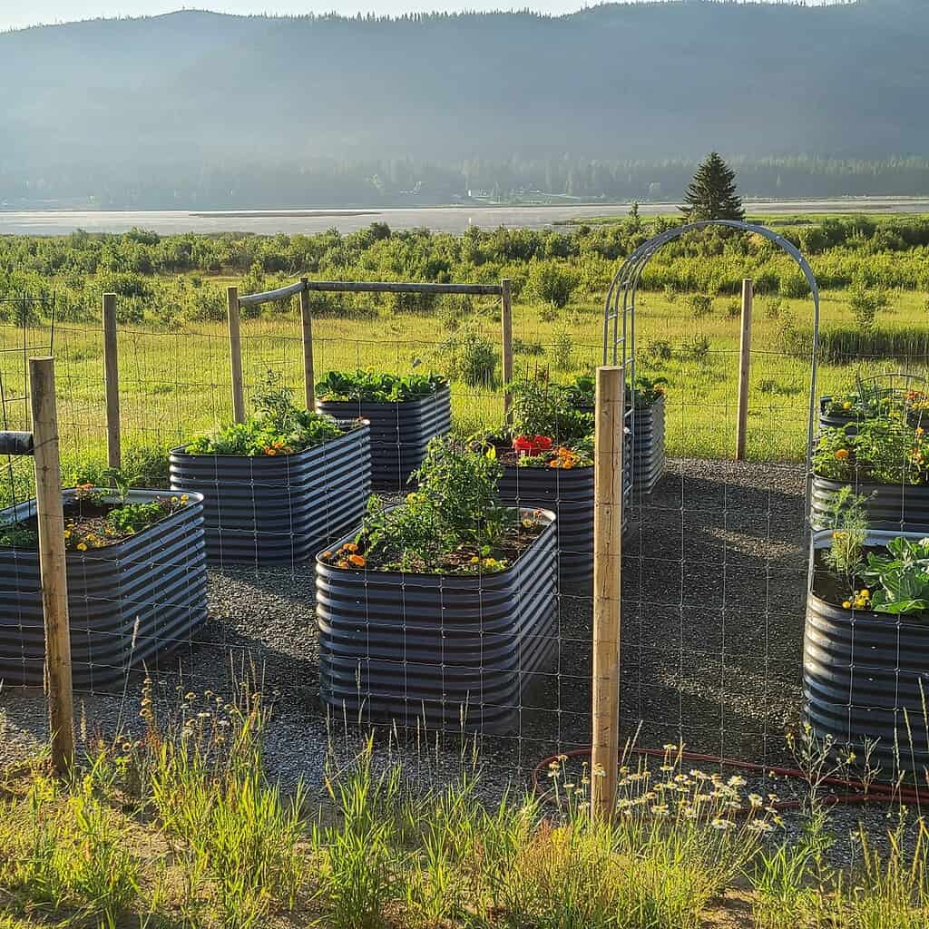 black metal raised garden beds with vegetables in fenced garden with mountain view