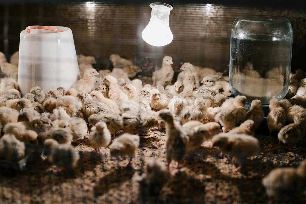 baby chicks in a brooder box under a heat lamp with feeder and waterer