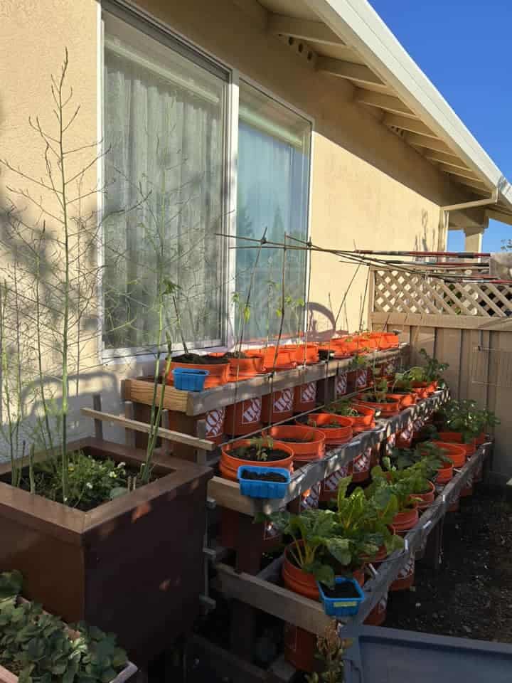 rows of bucket planters with young vegetable plants beside a house