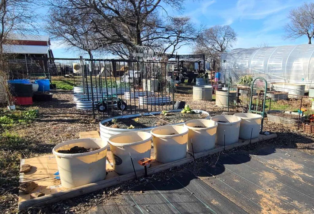 row of bucket planters filled with soil in a backyard garden space