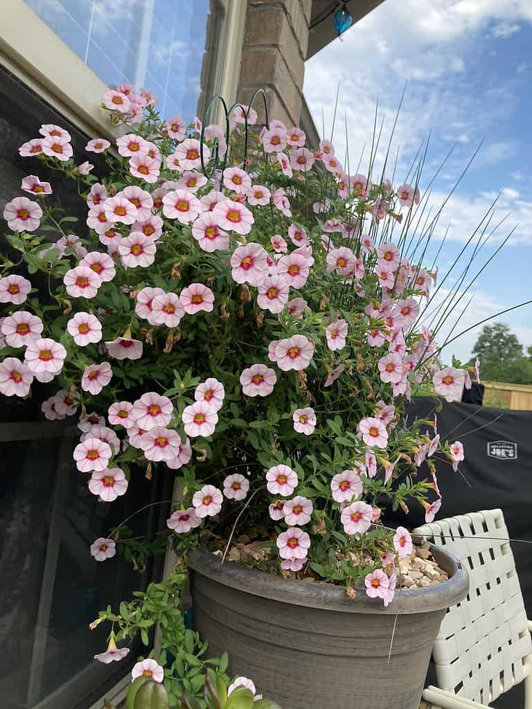 calibrachoa flowers in full sun container on patio