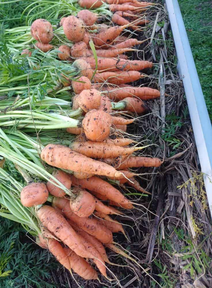 freshly harvested carrots from a backyard garden bed in spring