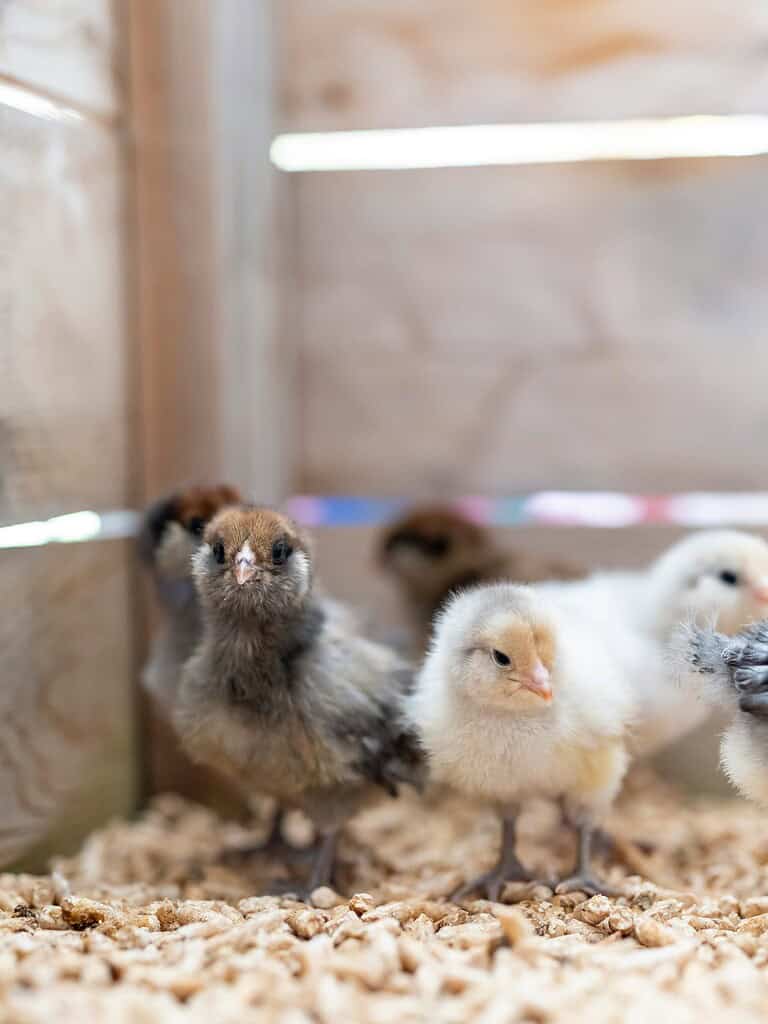 baby chicks inside a wooden plywood brooder box with wood shavings bedding