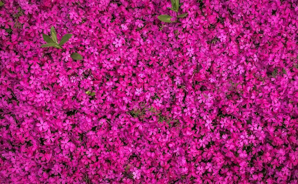 dense mat of bright pink creeping thyme flowers used as flowering ground cover
