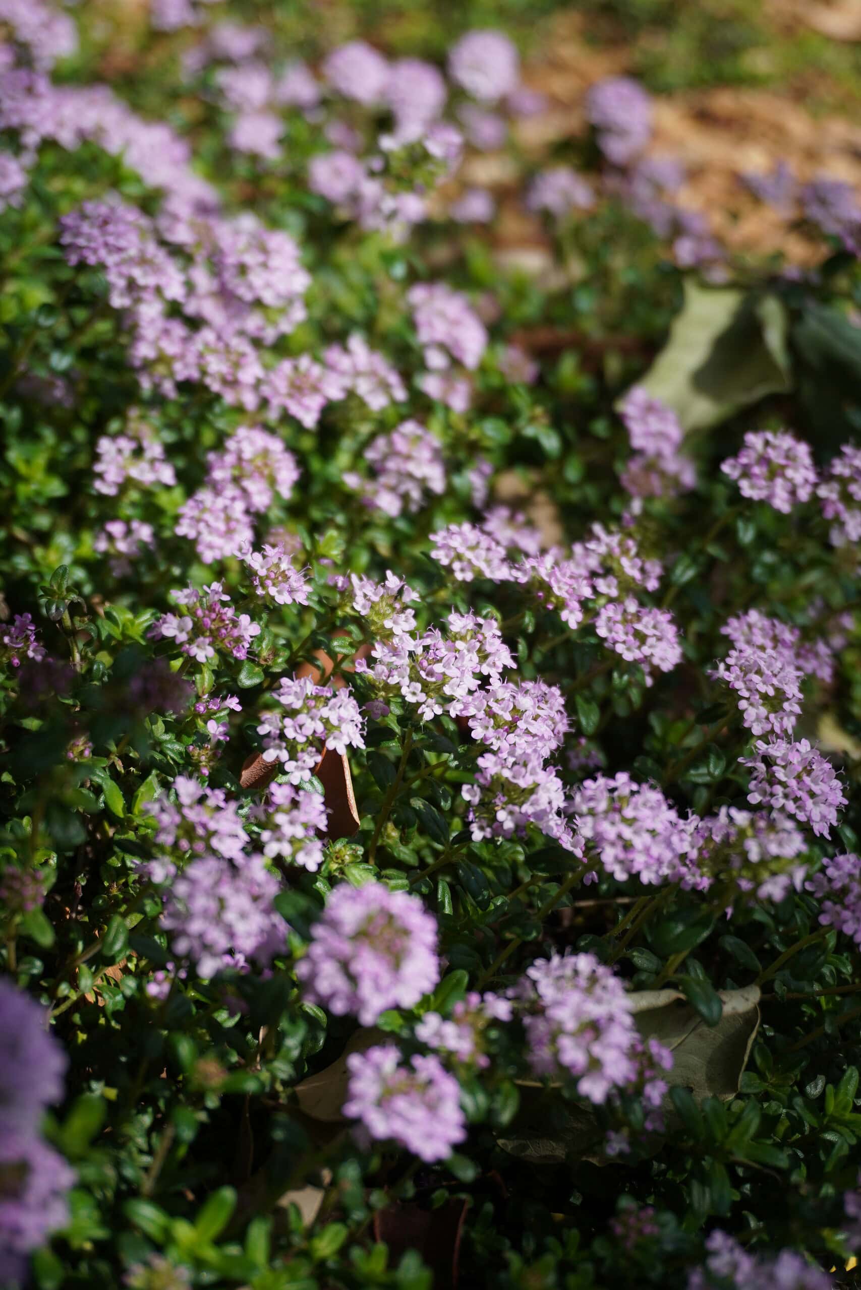 creeping thyme with small purple flowers growing as ground cover in a sunny garden