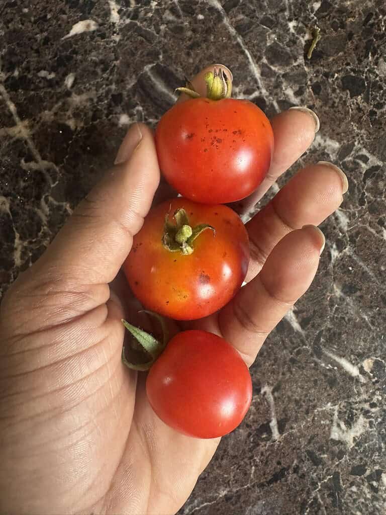 Hand holding three small red tomatoes with minor insect damage on the skin