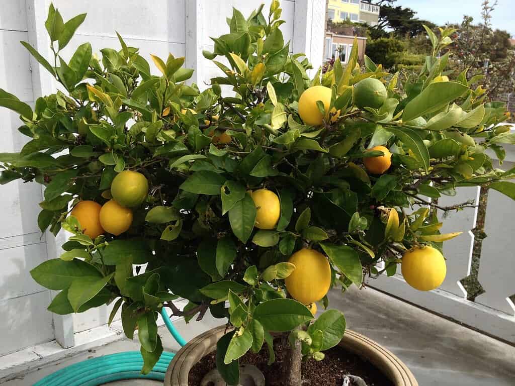 dwarf lemon tree growing in patio container with ripe yellow fruit