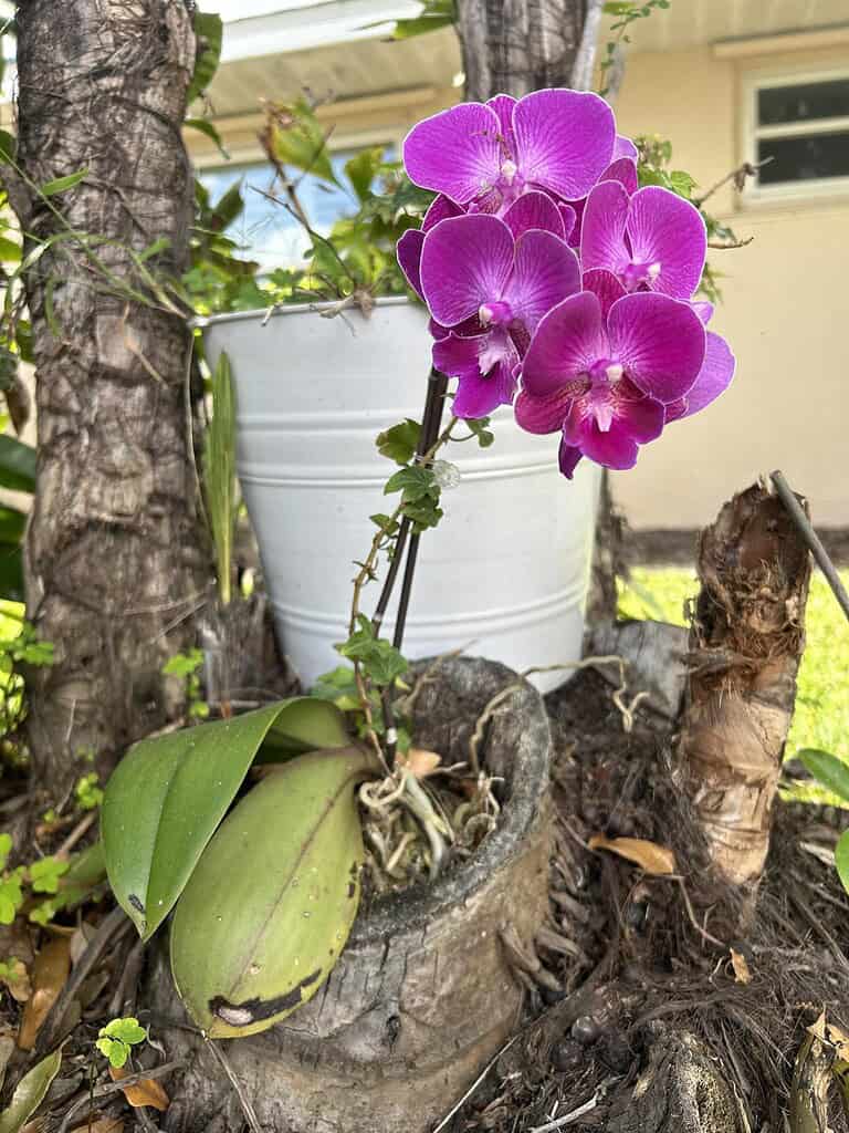 Bright magenta Phalaenopsis orchids blooming on a small plant growing in a tree stump planter outdoors, with trees