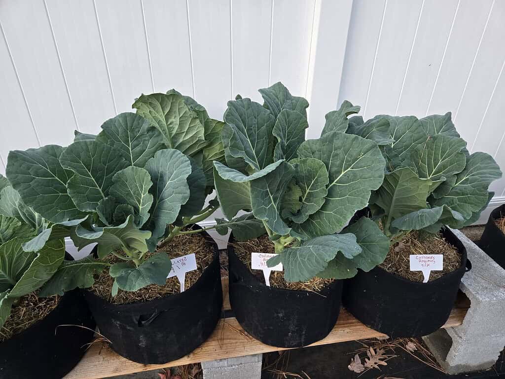 Lush collard green plants growing in black fabric grow bags, placed on a wooden plank against a white wall.