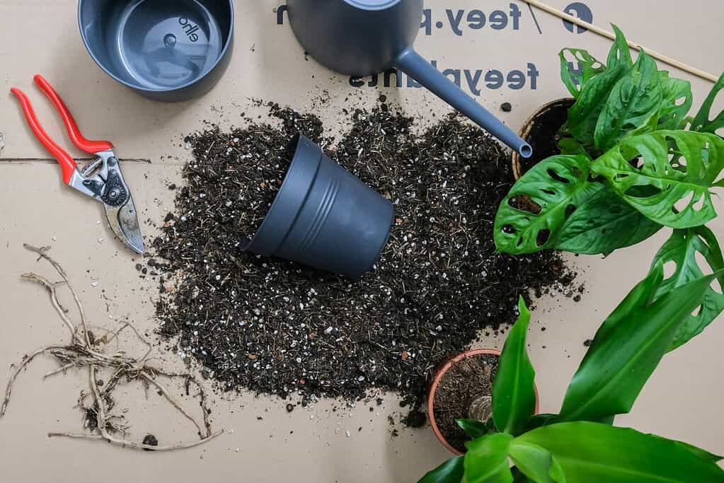 Gardening tools, potting soil, and houseplants arranged on a work surface, with empty pots and a watering can ready for repotting.