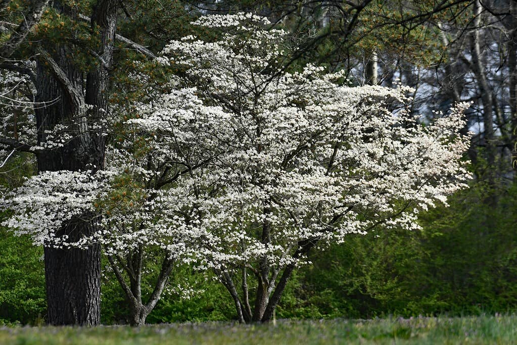 white flowering dogwood tree blooming in a woodland garden setting
