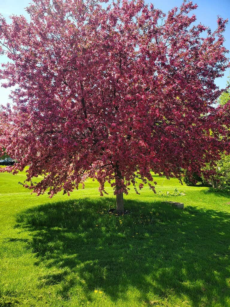 pink flowering crabapple tree blooming in a sunny green lawn garden
