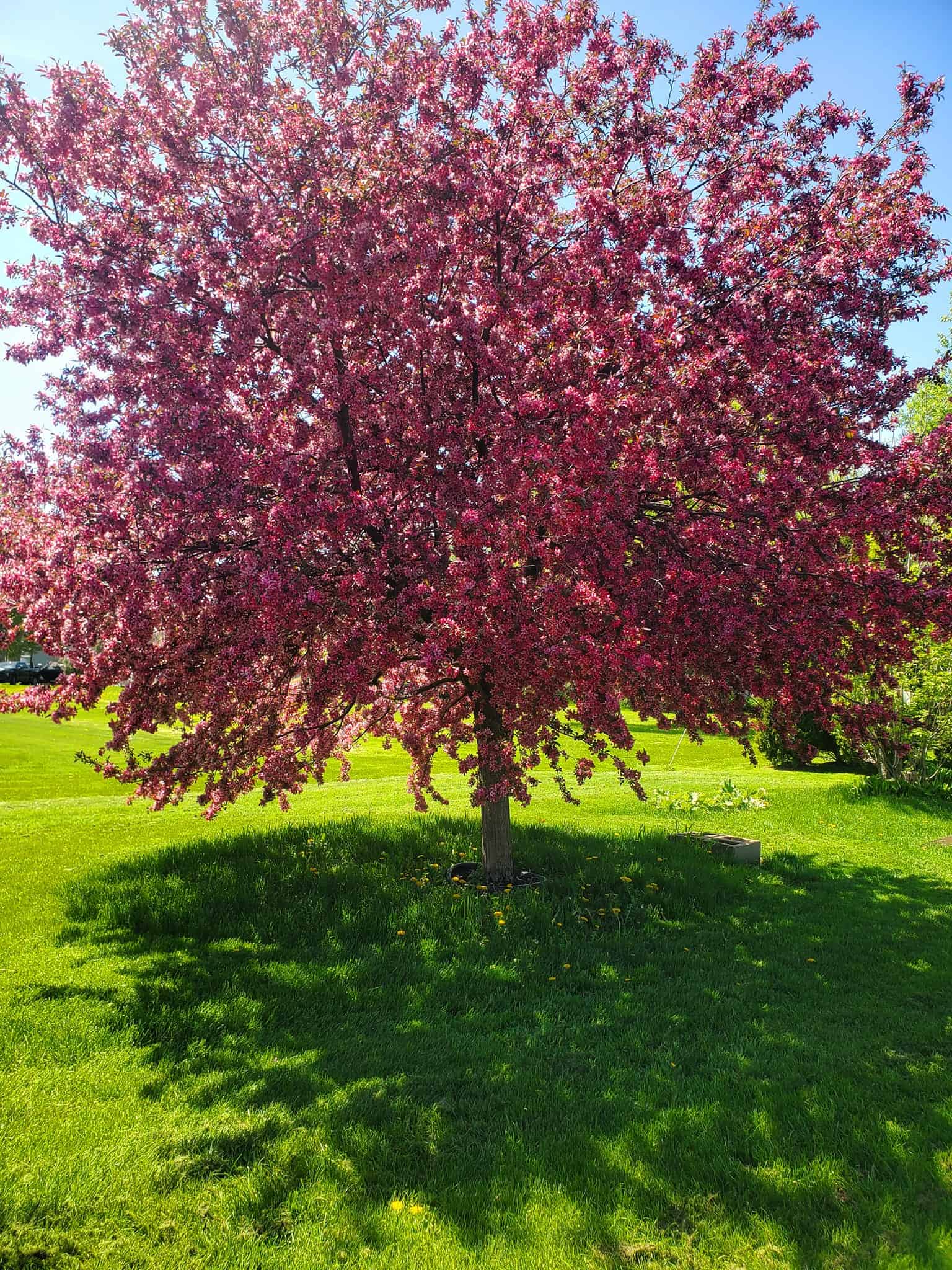 pink flowering crabapple tree blooming in a sunny green lawn garden