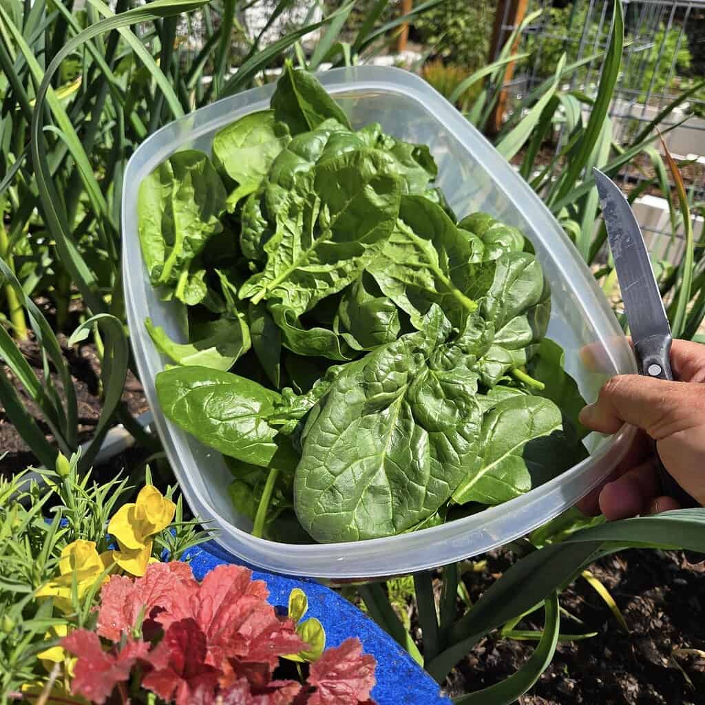freshly harvested spinach leaves in a plastic container held in a garden, with a hand holding a small knife and raised garden beds in the background