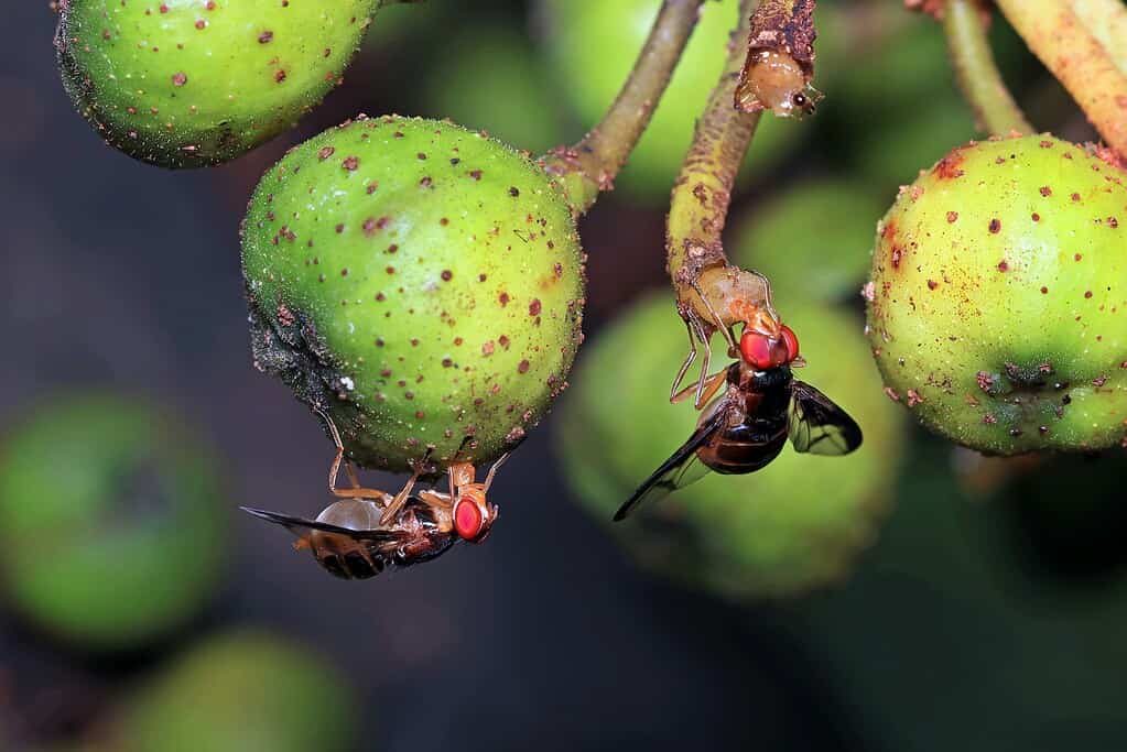 Fruit flies feeding on green fruit