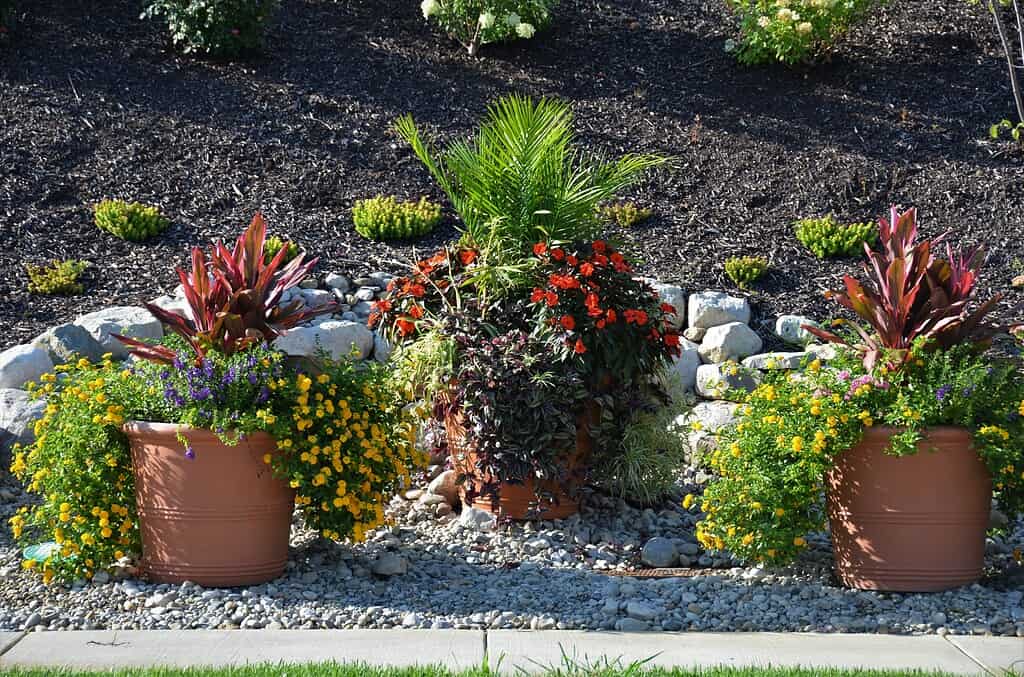 full sun container garden with colorful flowers in large patio pots