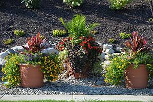Full Sun Container Plants