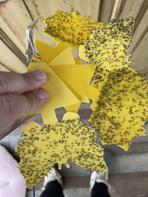 Yellow sticky traps covered with fungus gnats
