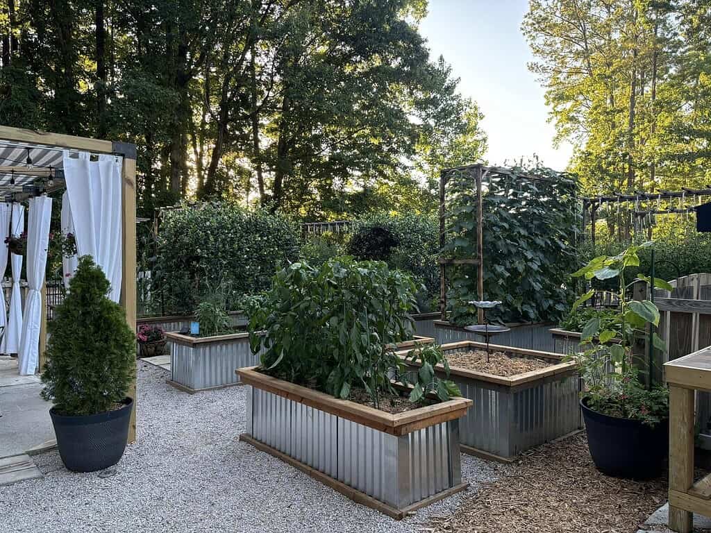 Raised garden beds with lush vegetables, gravel paths, and backyard pergola setting