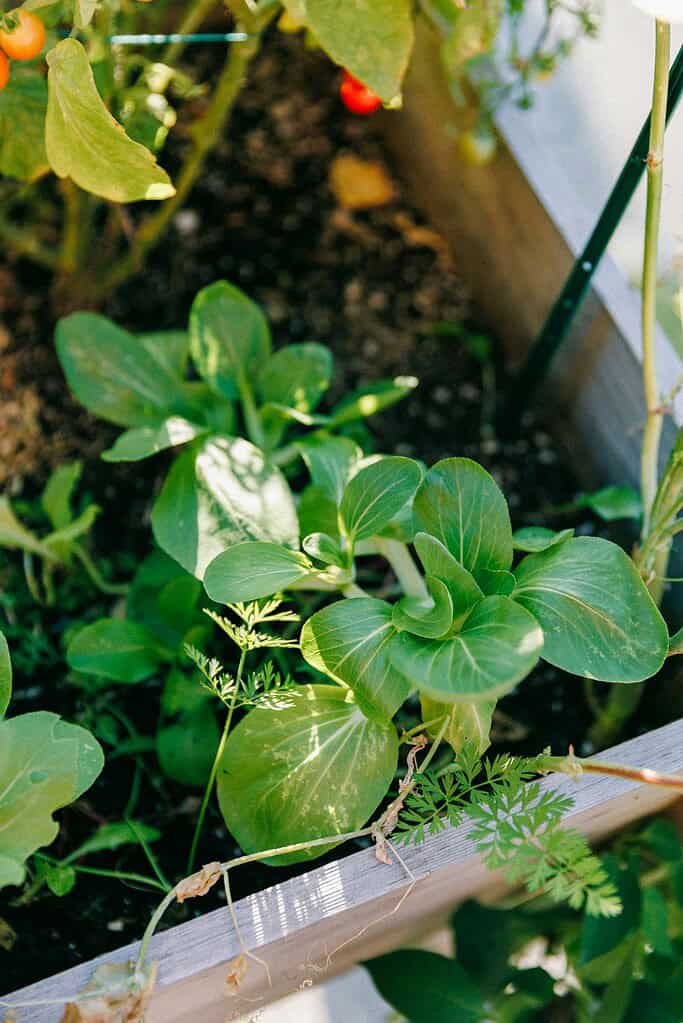 young leafy greens growing in a raised garden bed in early spring