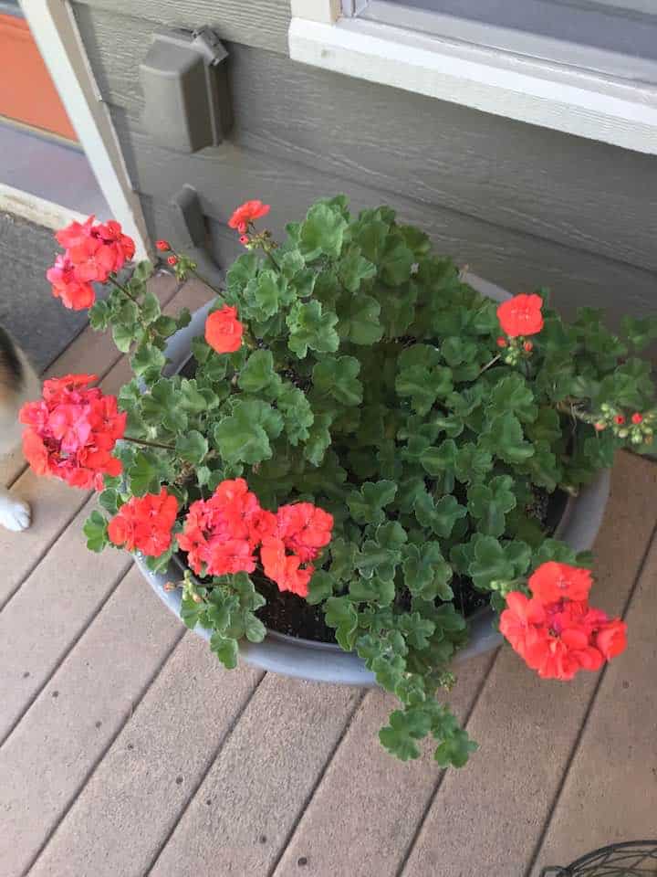 red geranium plant in patio container on outdoor deck