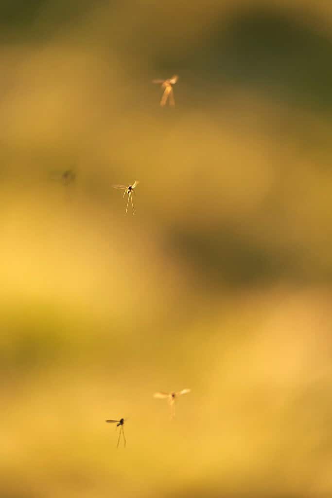 Small gnats hovering in the air