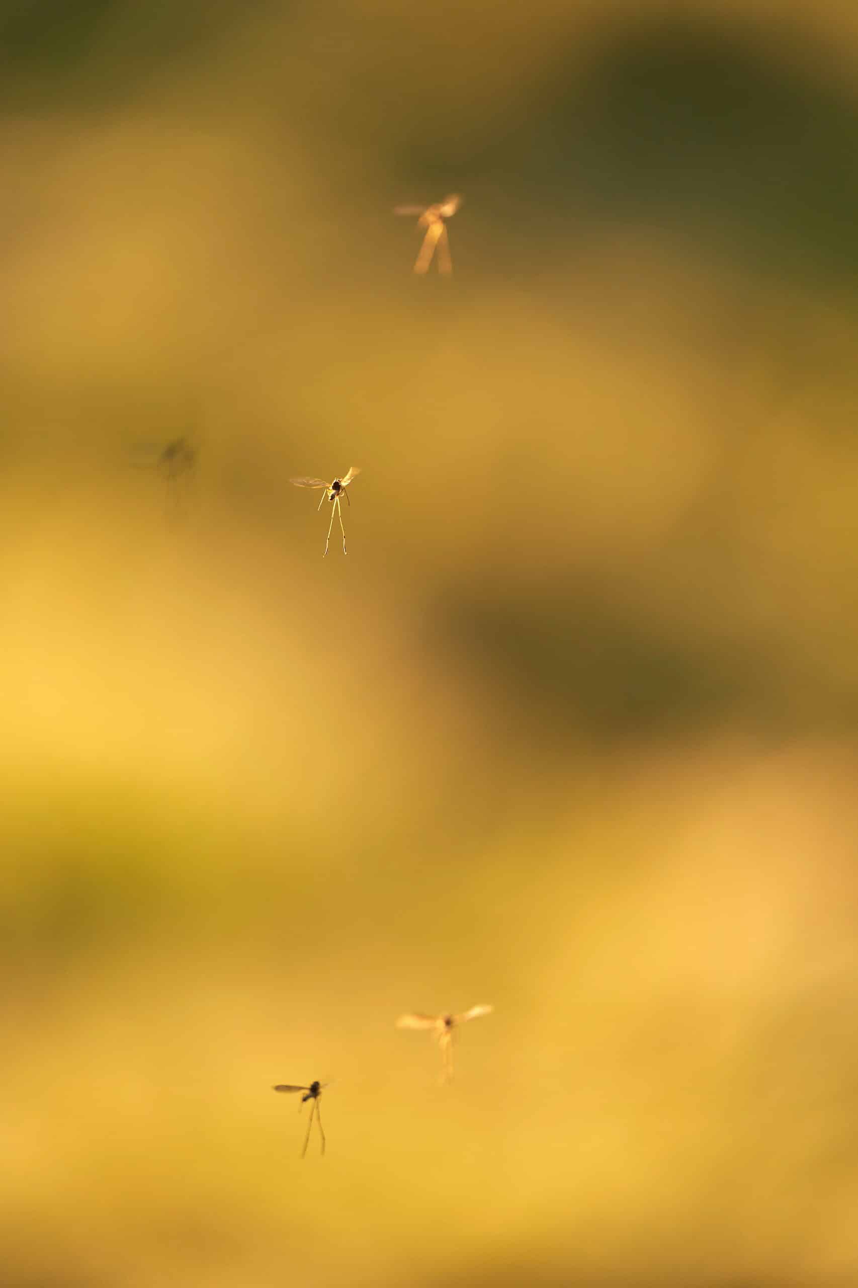 Small gnats hovering in the air