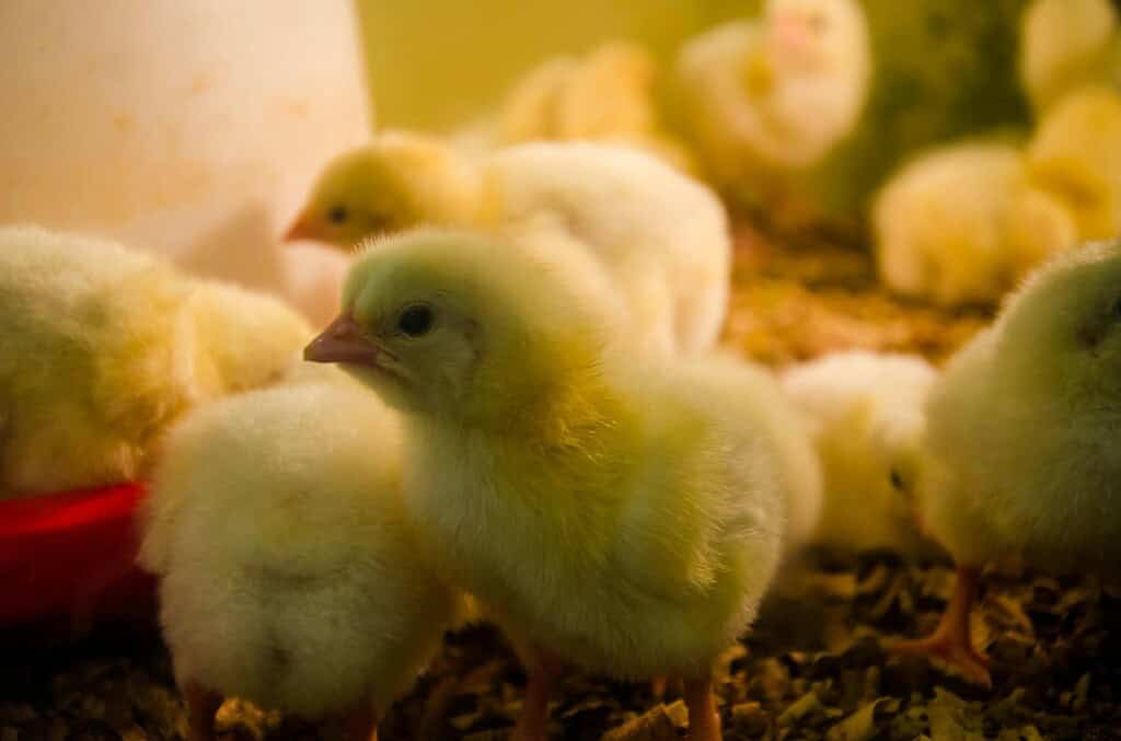baby chicks in a brooder box under warm heat lamp with bedding and feeder