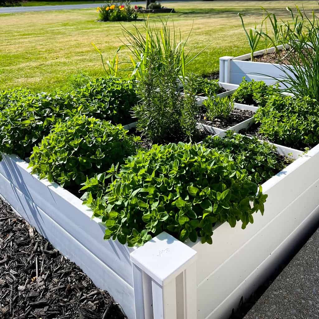 herbs growing in raised garden beds for a low maintenance backyard garden
