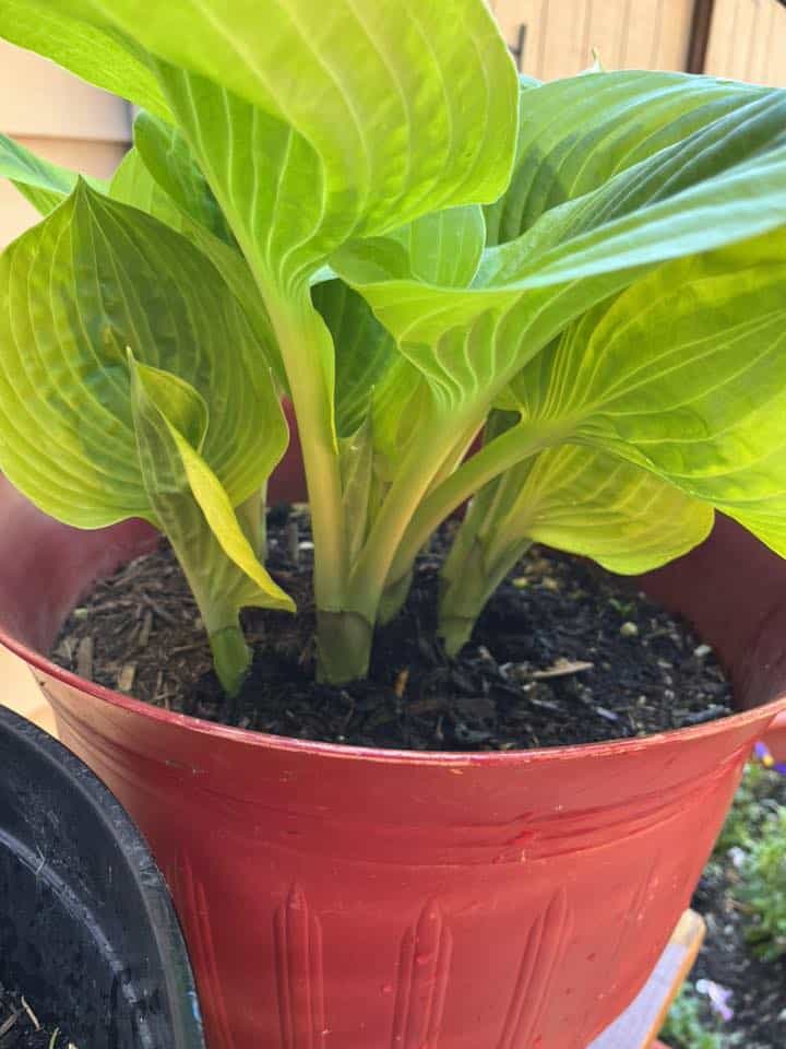 hosta plant in patio container with large green leaves