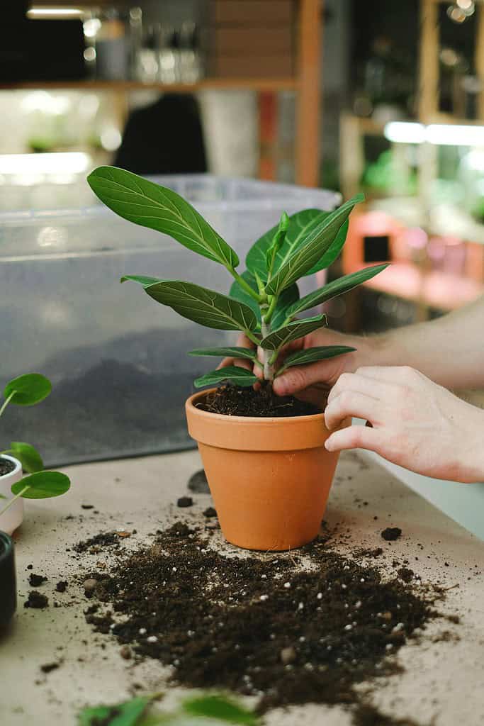 Repotting a houseplant into a terracotta pot with fresh potting soil
